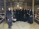 بازدید مدیرکل امور زنان و خانواده استانداری آذربایجان غربی از مزرعه نوآور دام بانوی کارآفرین 