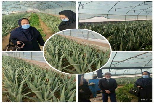 تولید 5778 تن محصولات مختلف گلخانه ای در شهرستان تبریز