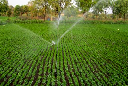 اجرای 906 هکتار آبیاری نوین در استان از ابتدای سال جاری
