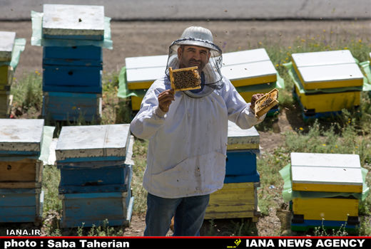 ورود زنبور ملکه براى به گزینى لازم است
