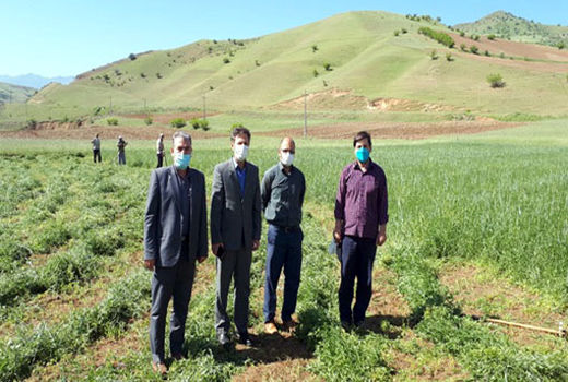 آغاز برداشت مزرعه نمایشی یک هکتاری نباتات علوفه ای کشت مخلوط ماشک با جو در خداآفرین