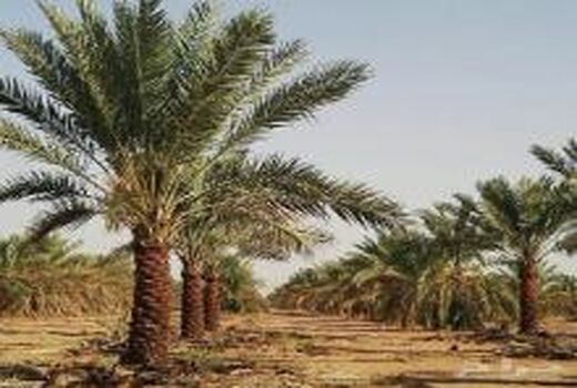 آغاز به کار دوره بیمه پذیری نخیلات