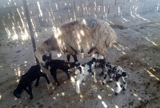 گوسفند محلی در نی‎‌ریز 4 قلو زایید 