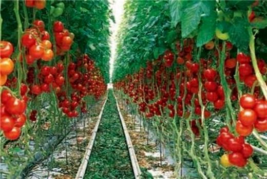 ادامه اجرای بزرگترین شهرک گلخانه‌ای کشور با 40 درصد پیشرفت فیزیکی