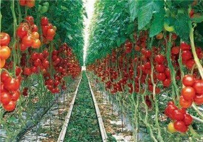 برنامه توسعه 4600 هکتاری تولید محصولات گلخانه ای در سال 1399