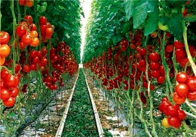 توسعه گلخانه‌ها؛ حرکت از اقتصاد معیشتی به اقتصاد رقابتی