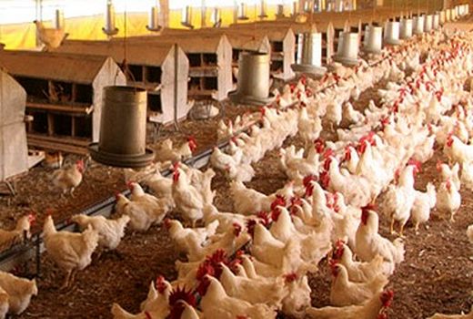 رتبه 6 استانی شهرستان سرعین در صنعت طیور 