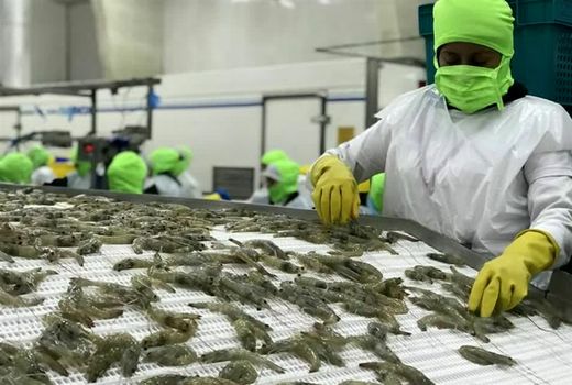 صادرات ۷۶۸۴ تن آبزیان استان بوشهر