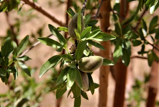 اقتصادچهارمحال و بختیاری بر مبنای کشاورزی است