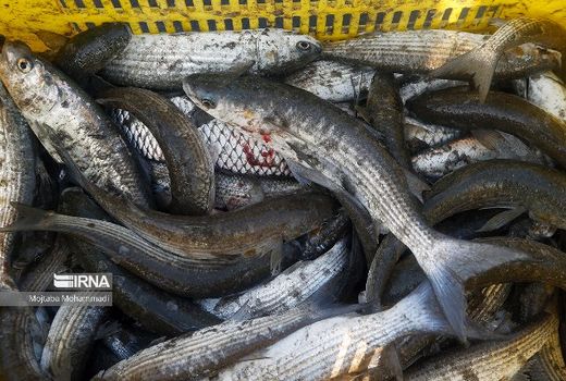 ۶ هزار تن ماهی در کردستان تولید شد