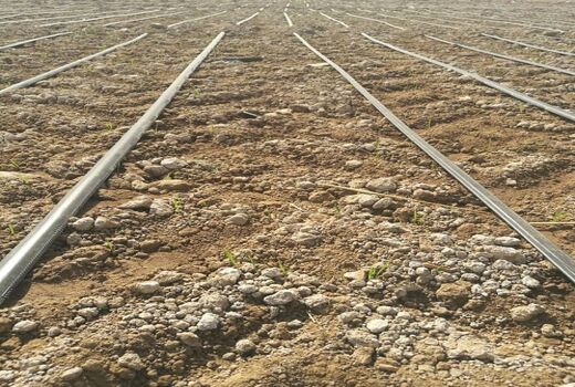  خشکه کاری برنج با رقم هسته‌ای برای اولین بار در استان فارس