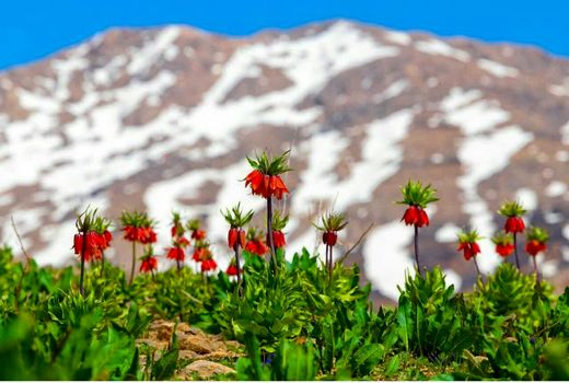 لاله‌های واژگون کوهرنگ