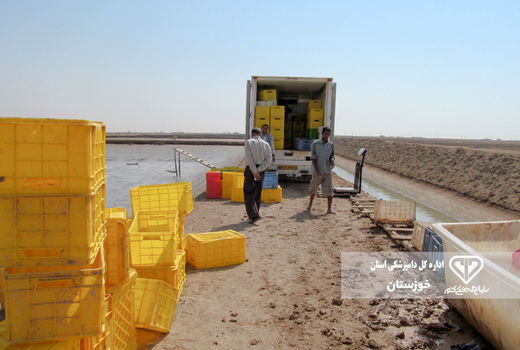 تولید میگوی پرورشی  بدون لکه سفید در آبادان