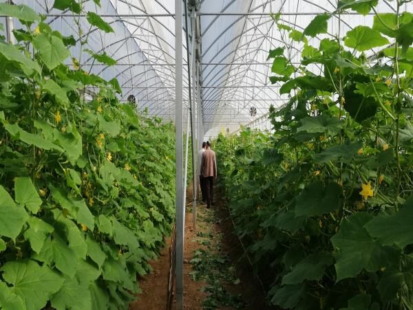 بهره برداری اولین گلخانه تجاری در گلوگاه