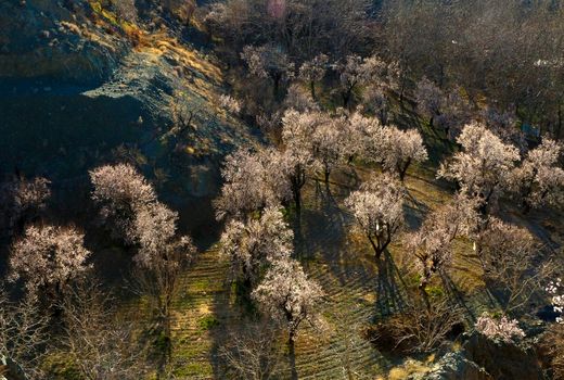 هشدار خطر سرمازدگی باغات شهرستان های سامان و بن