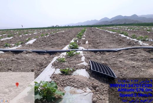 کاشت نشایی صیفی جات در خنج