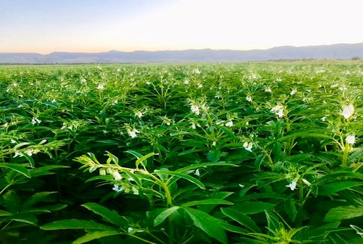 بزرگ ترین مزرعه کنجد فارس در قیروکارزین 