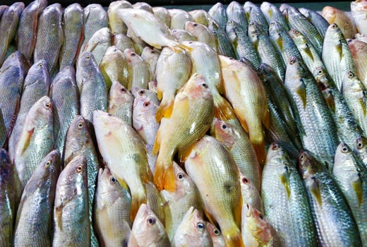صادرات آبزیان 24 درصد افزایش یافت