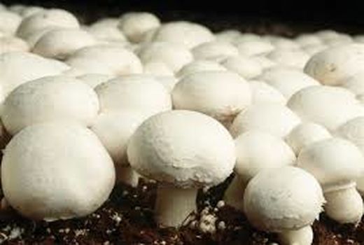 ارزآوری از طریق صادرات کمپوست قارچ خوراکی آماده