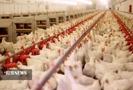 کردستان، قطب صنعت طیور در کشور