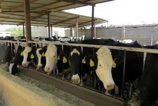 2 هزار و 200تن کنساتره دامی در سیستان و بلوچستان تولید شد