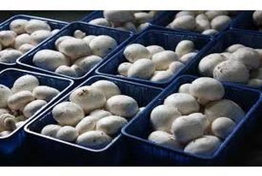 تولید سالانه 650 تن قارچ خوراکی در جویبار