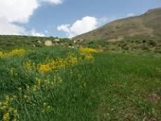 طرح اصلاح و احیای مراتع استان سمنان در سطح بیش از پنج هزار هکتار اجرا شد