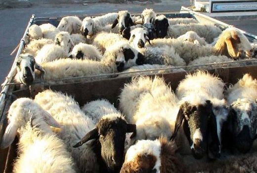 دام‌های وارداتی به دامداری‌های خالی منتقل شوند