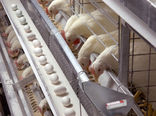 استاندارد مکانیزاسیون در صنعت مرغداری تعریف شده نیست/ لزوم اجباری شدن مکانیزاسیون