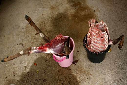 دستگیری یک  متخلف به جرم شکار آهوی وحشی 