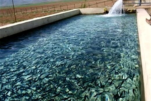 سالانه نزدیک به ۸ میلیون قطعه بچه ماهی در آذربایجان غربی تولید می‌شود          