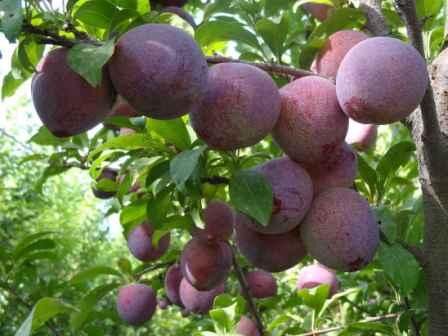 پایان برداشت آلو در استان سمنان