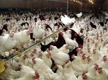 فعالیت 332 واحد مرغداری در هرمزگان / اجرای موفق طرح کاهش سن و وزن مرغ گوشتی