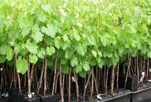 عرضه 35 میلیون اصله نهال شناسه‌دار  در نهالستان‌های کشور