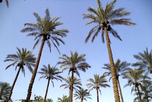 توانمندسازی مهارتی کشاورزان در خرمشهر