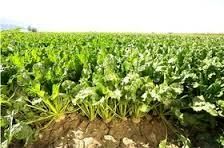 تغییر الگوی کشت چغندر قند در هزار هکتار از اراضی کشاورزی خراسان شمالی