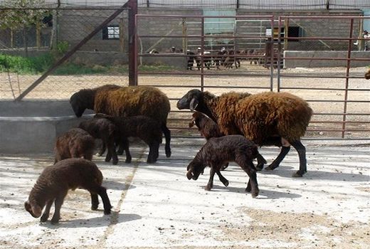 ارتقا معیشت دامداران، هدف اصلاح نژاد گوسفند افشاری است