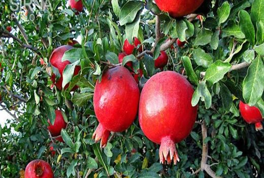 برداشت انار از باغات کردستان آغاز شد