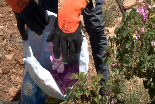 عطر گل محمدی در فریدونشهر پیچید