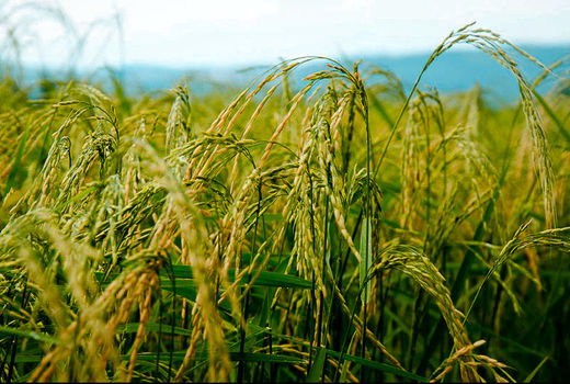 تولید 2.5 میلیون تن برنج در سال جاری