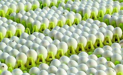 40 درصد بازارهای صادراتی تخم‌مرغ از دست رفت/ تأثیر گرانی ذرت بر مرغ تخم‌گذار، کمتر از مرغ گوشتی
