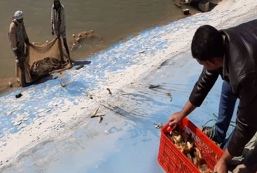 برداشت ماهیان گرمابی از استخرهای پرورشی نهبندان 