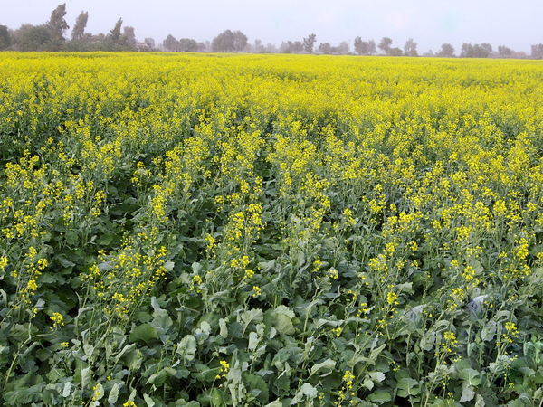 انعقاد قرار داد 1700هکتاری آستان قدس رضوی با کلزاکاران سیستان و بلوچستان