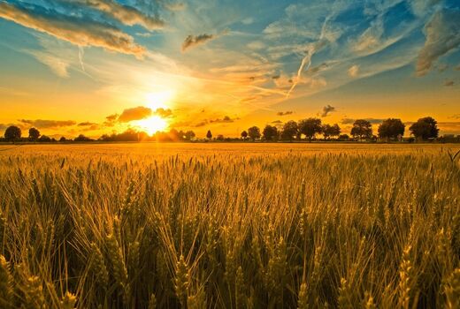 افزایش قیمت خرید تضمینی گندم در اولین جلسه هیئت دولت 
