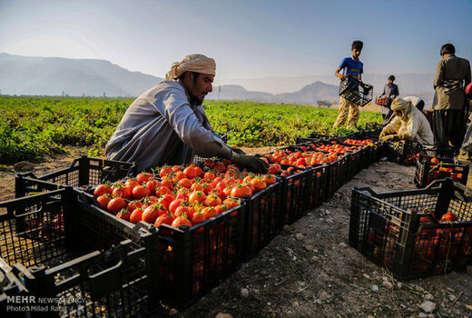 مطالبات گوجه‌کاران همدانی پرداخت شد