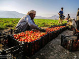 مطالبات گوجه‌کاران همدانی پرداخت شد