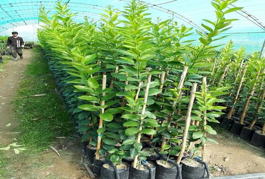 عملکرد 100 روزه دولت سیزدهم در بخش باغبانی استان کرمان