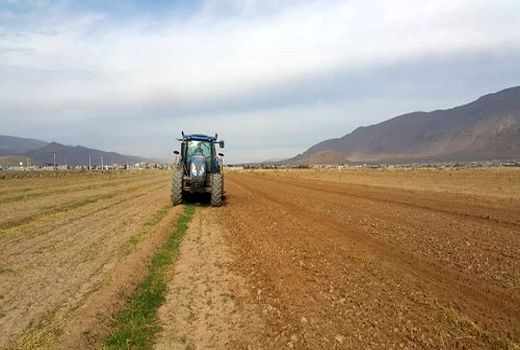 کاشت مستقیم جو در ارسنجان