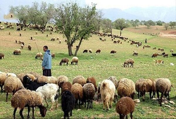 سالانه ۲۰۰ هزار راس دام عشایر خراسان شمالی از استان خارج می‌شود