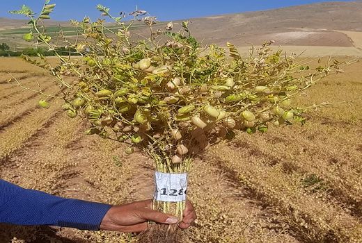 معرفی دو رقم جدید نخود دیم در مؤسسه تحقیقات کشاورزی دیم کشور